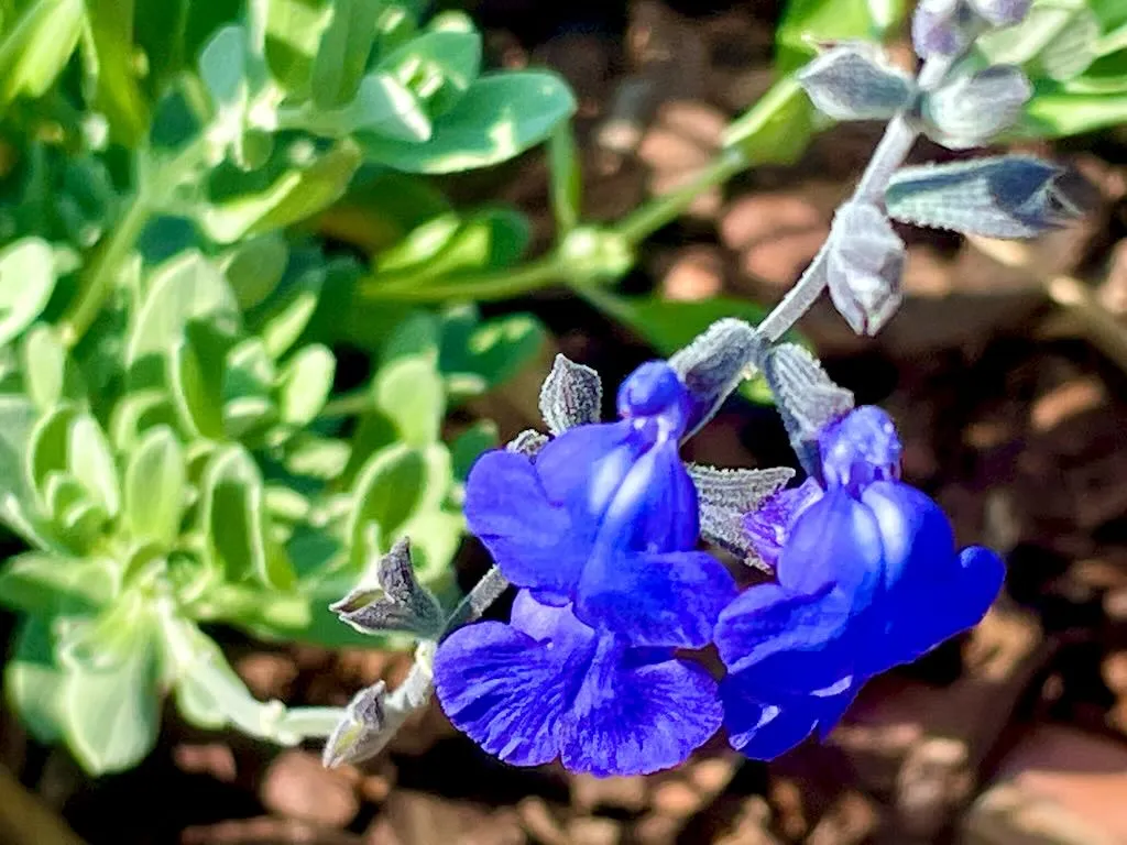 Salvia chamaedryoides-1_result - Online Flower Garden Salvia chamaedryoides
