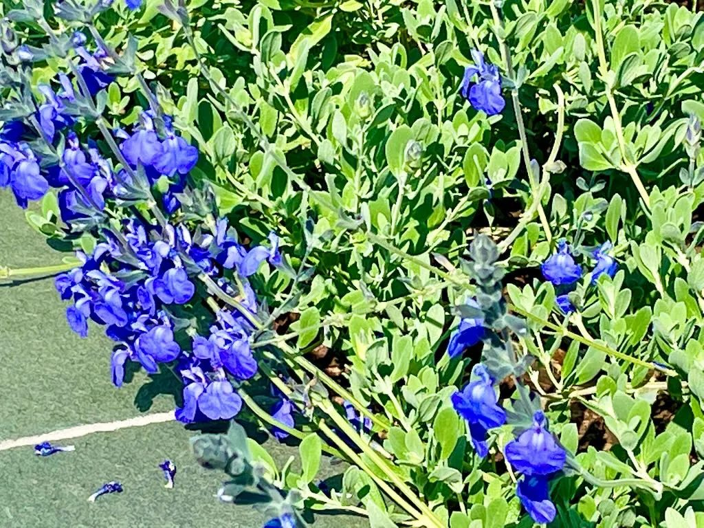 Salvia chamaedryoides_result - Online Flower Garden Salvia chamaedryoides