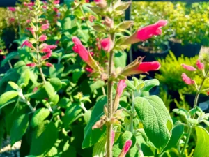 Salvia karwinskii