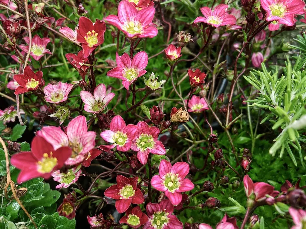 Saxifraga arendsii Touran Scarlet-2_result - Online Flower Garden Saxifraga x arendsii'Touran™ Scarlet'