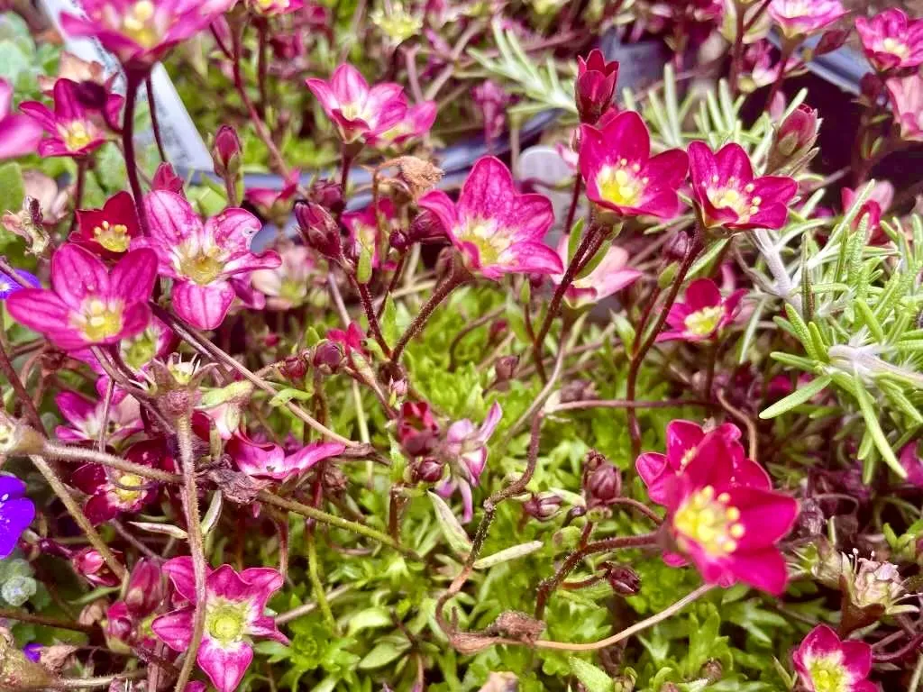 Saxifraga arendsii Touran Scarlet_result - Online Flower Garden Saxifraga x arendsii 'Touran™ Scarlet'