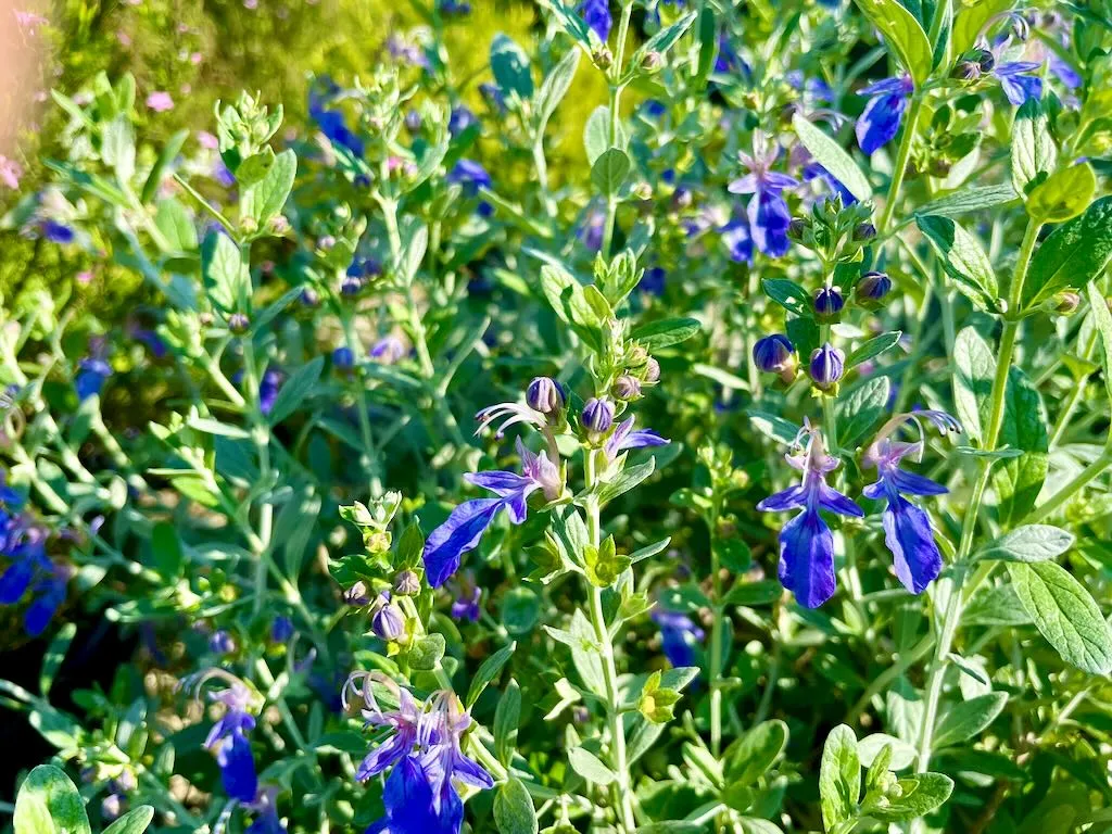 Teucrium fruticans'Azureum'