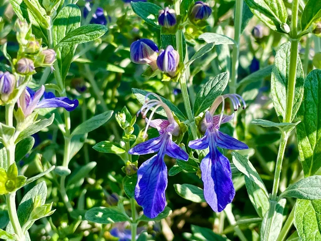Teucrium fruticans 'Azureum'