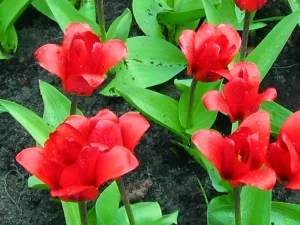 Tulipa Kaufmanniana
