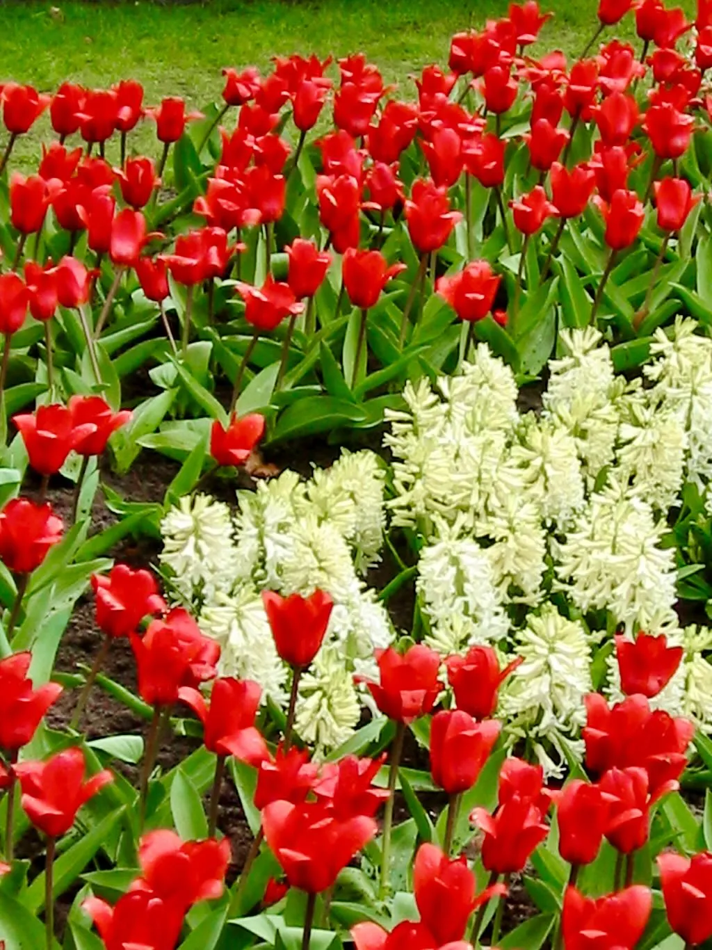 Tulipa Kaufmanniana