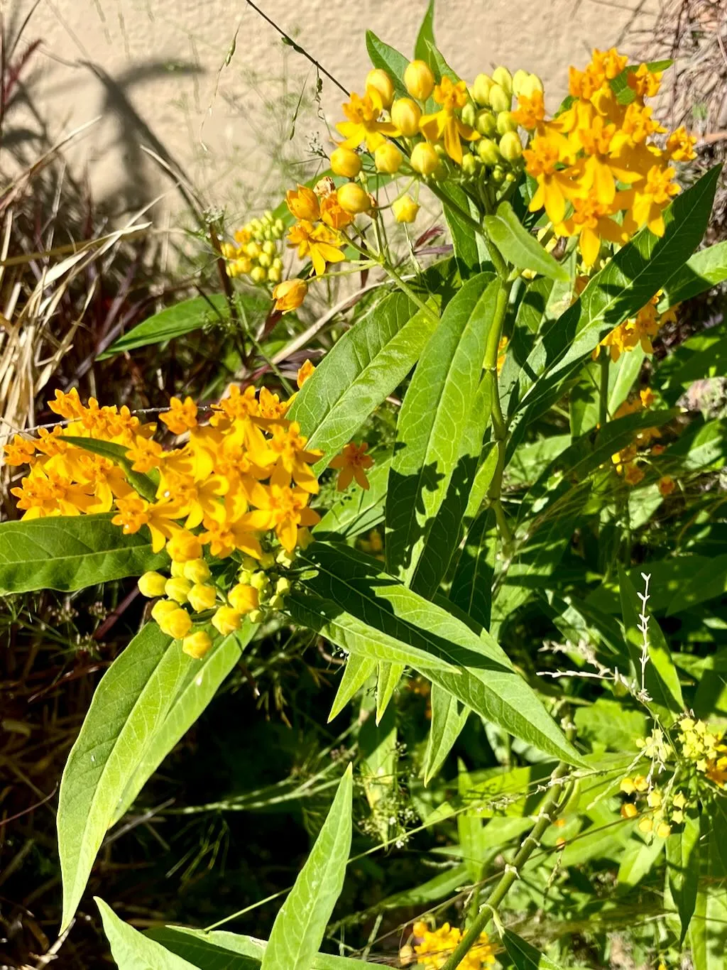 Asclepias tuberosa