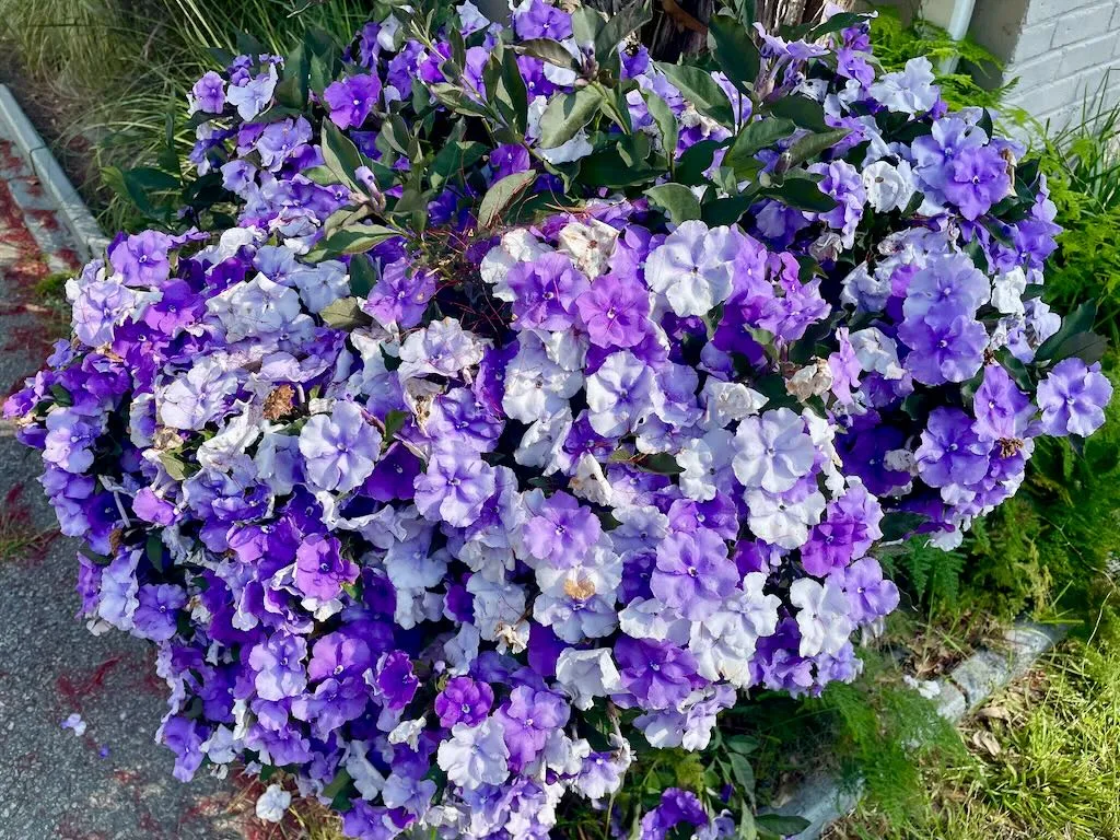 Brunfelsia pauciflora-1_result - Online Flower Garden Brunfelsia pauciflora