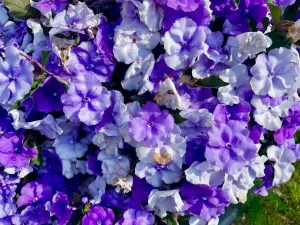 Brunfelsia pauciflora