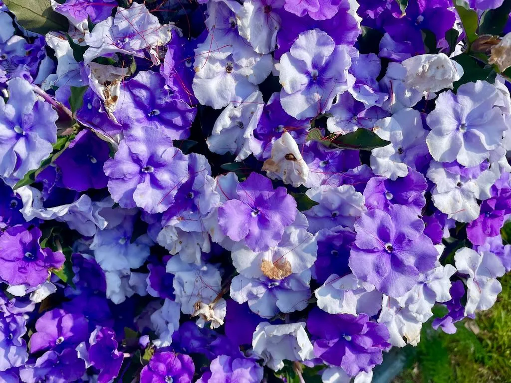 Brunfelsia pauciflora_result - Online Flower Garden Brunfelsia pauciflora