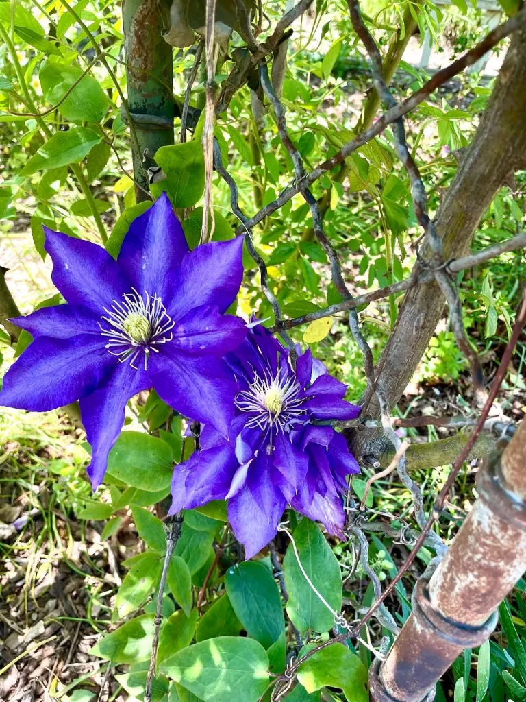 Clematis'Daniel Deronda'