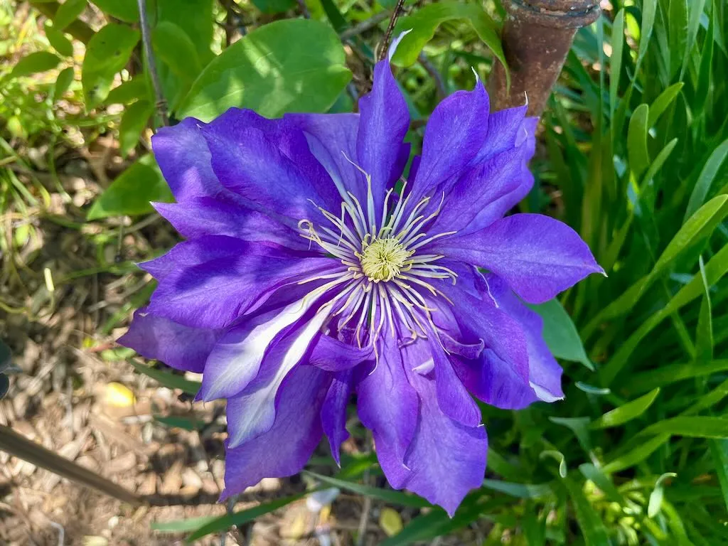 Clematis 'Daniel Deronda'