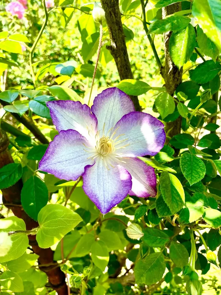 Clematis Lucky Charm-1_result - Online Flower Garden Clematis'Lucky Charm'