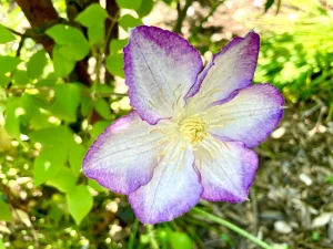 Clematis 'Lucky Charm'