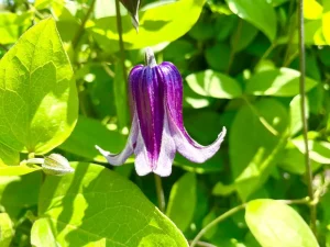 Clematis pitcheri