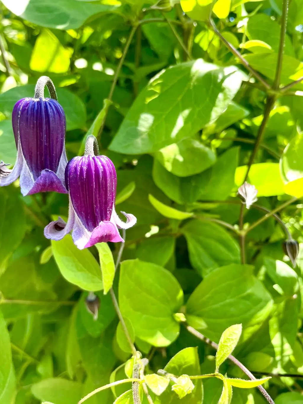 Clematis pitcheri