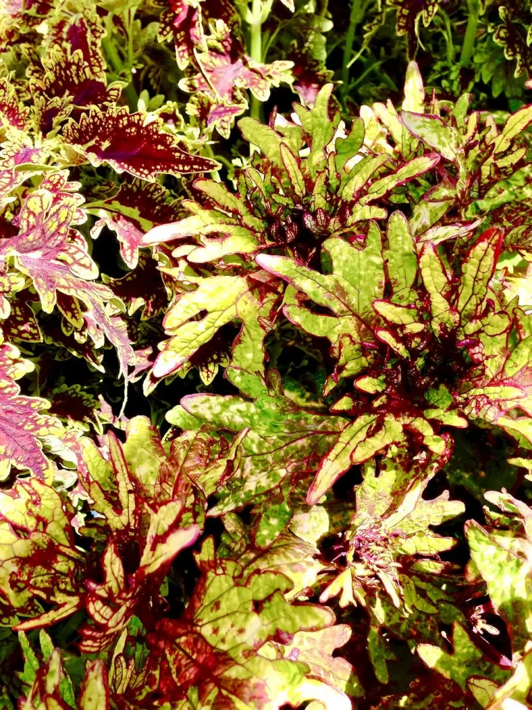 Coleus Honey Crisp-1_result - Online Flower Garden Coleus'Honey Crisp'