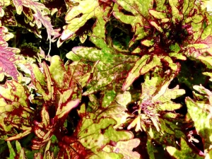 Coleus 'Honey Crisp'