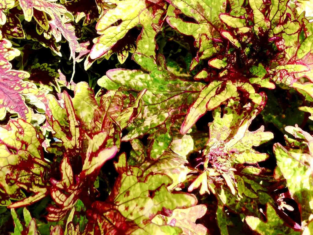 Coleus Honey Crisp_result - Online Flower Garden Coleus 'Honey Crisp'