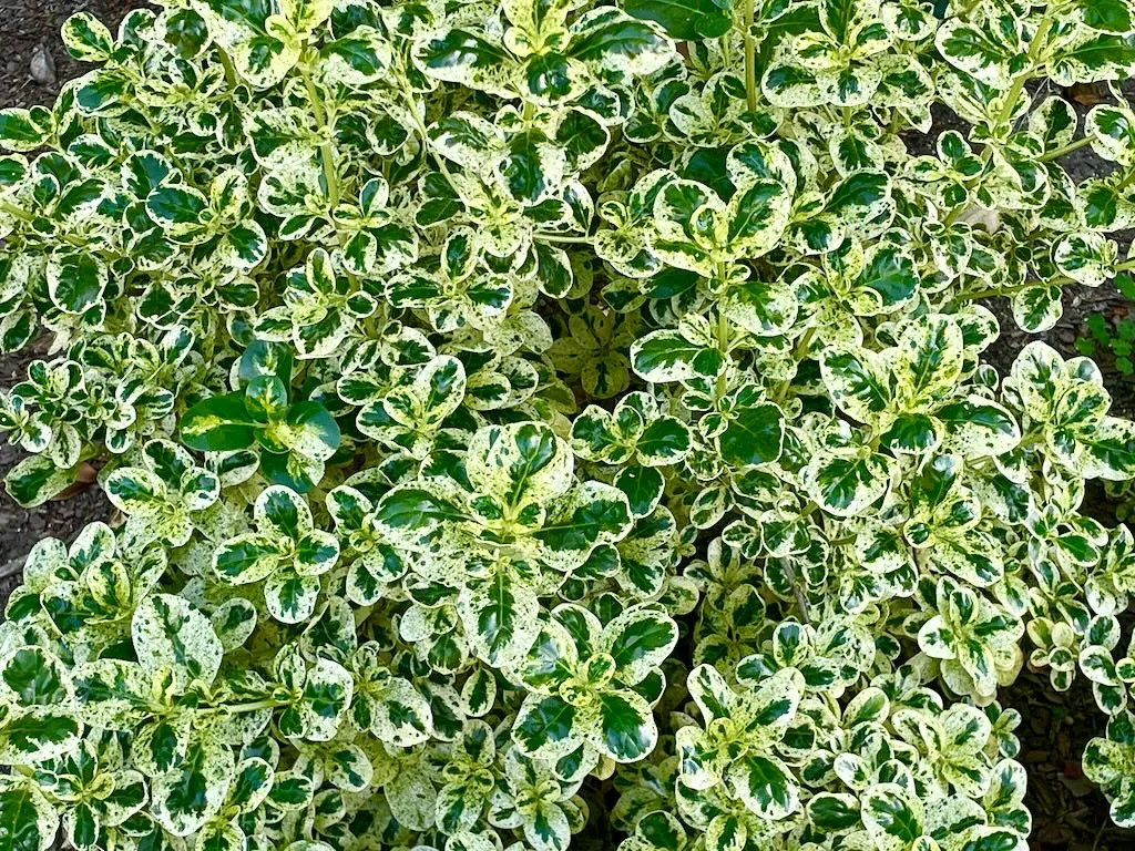 Coprosma repens'Marble Queen'