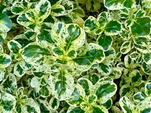 Coprosma repens 'Marble Queen'