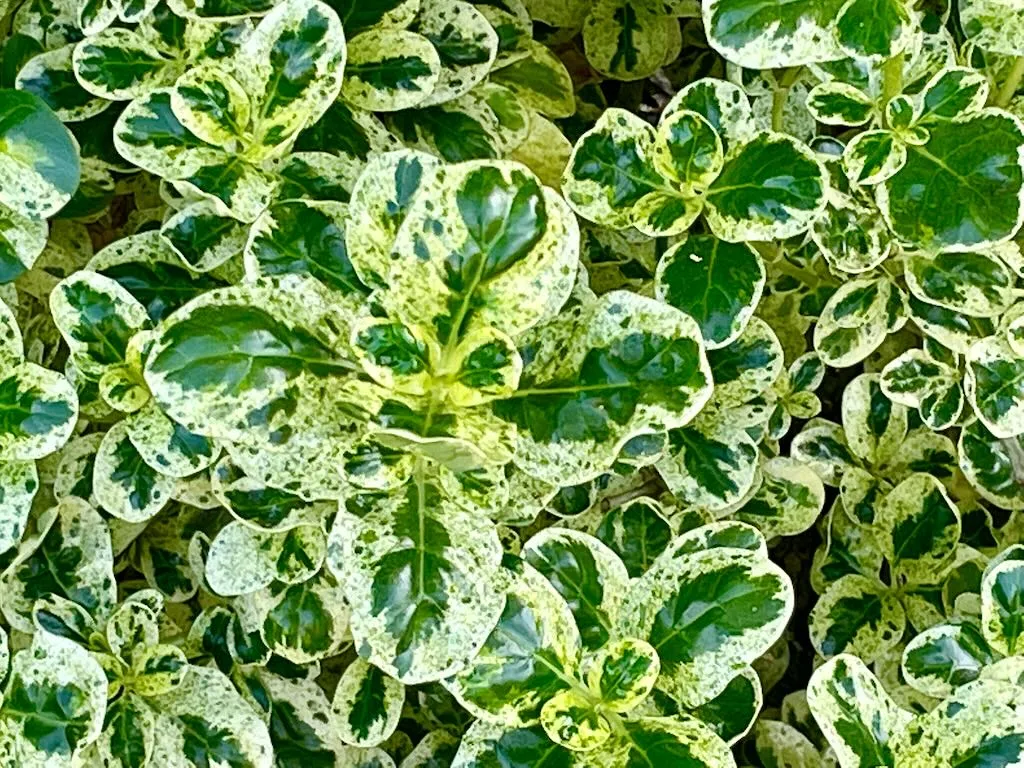 Coprosma repens 'Marble Queen'