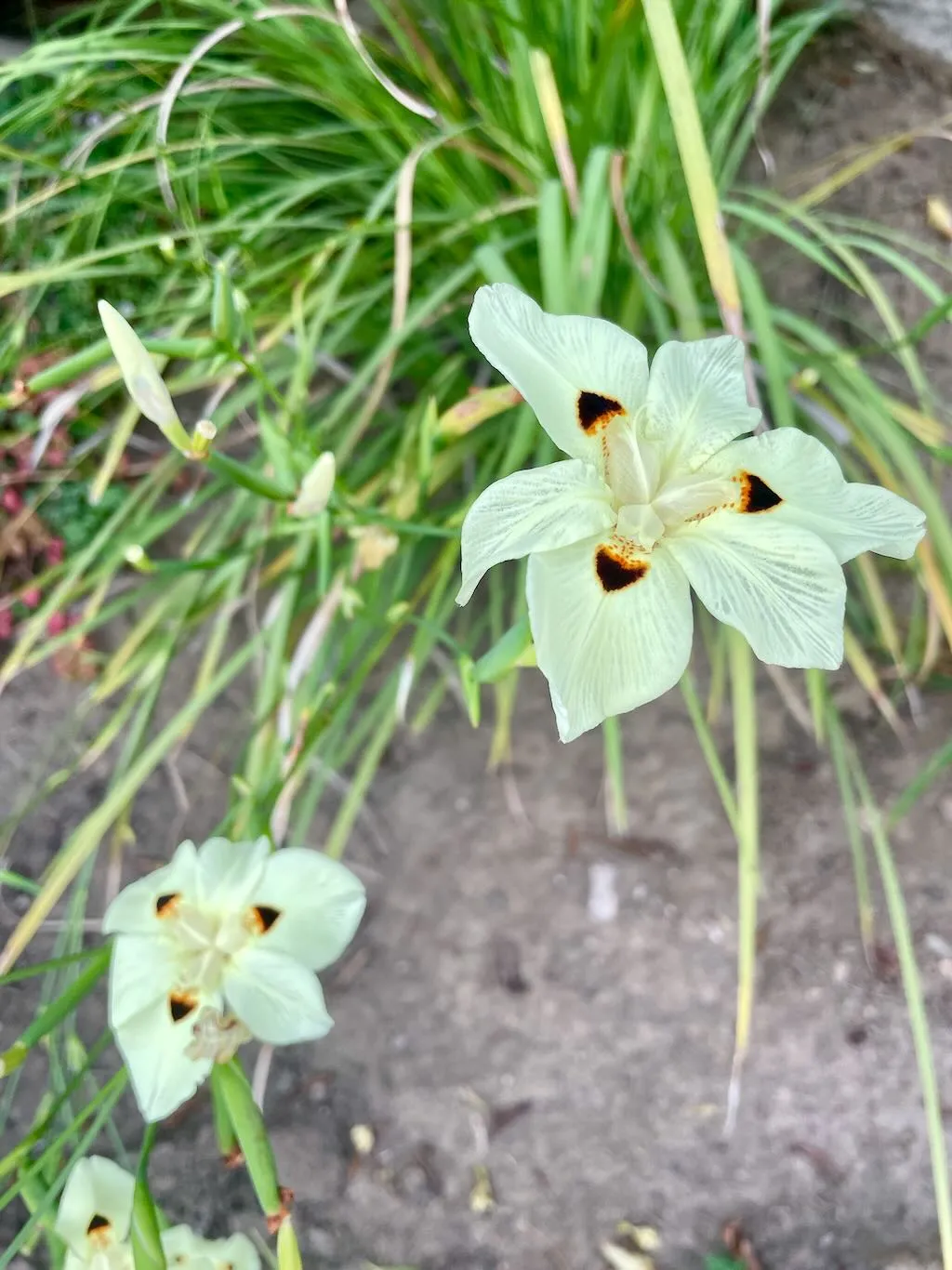 Dietes bicolor-1_result - Online Flower Garden Dietes bicolor