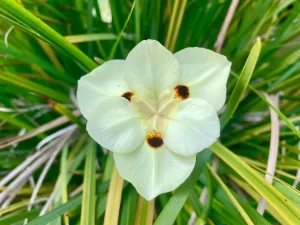 Dietes bicolor