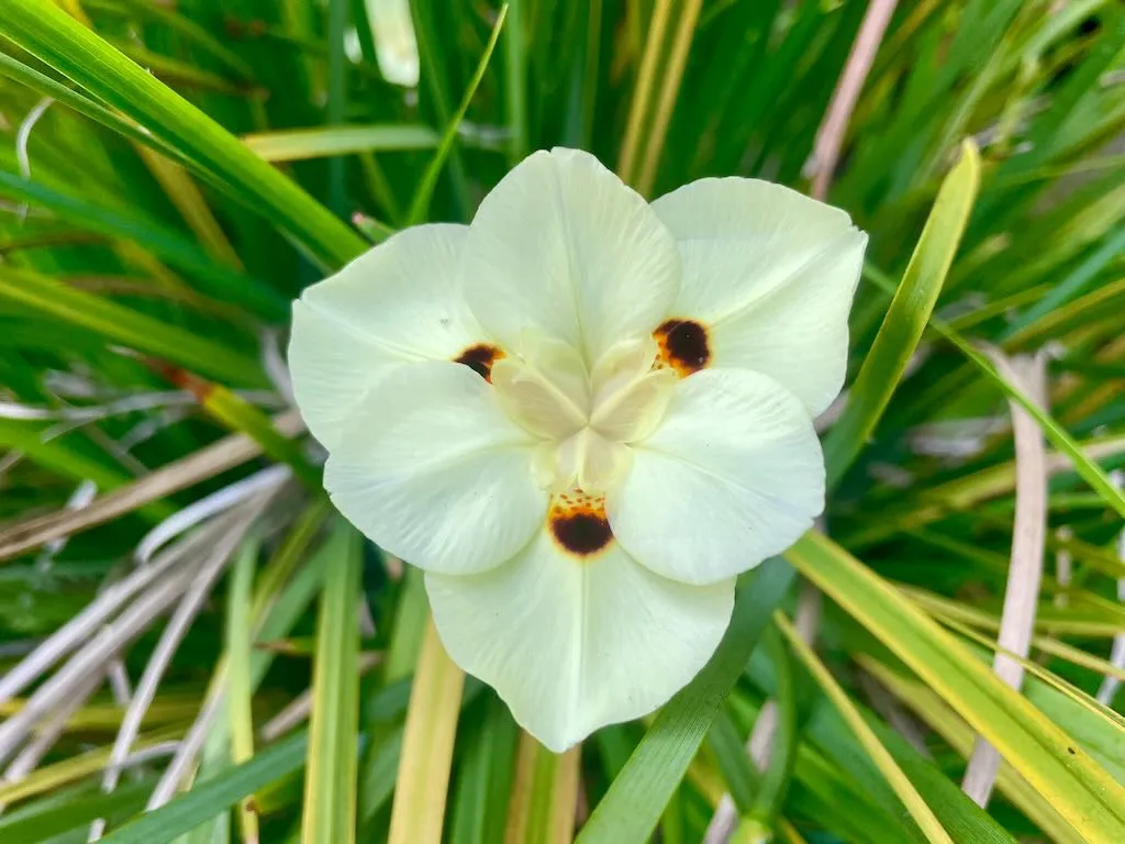 Dietes bicolor_result - Online Flower Garden Dietes bicolor