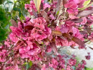 Dodonaea viscosa 'Purpurea'