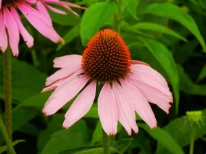 Echinacea Purpurea