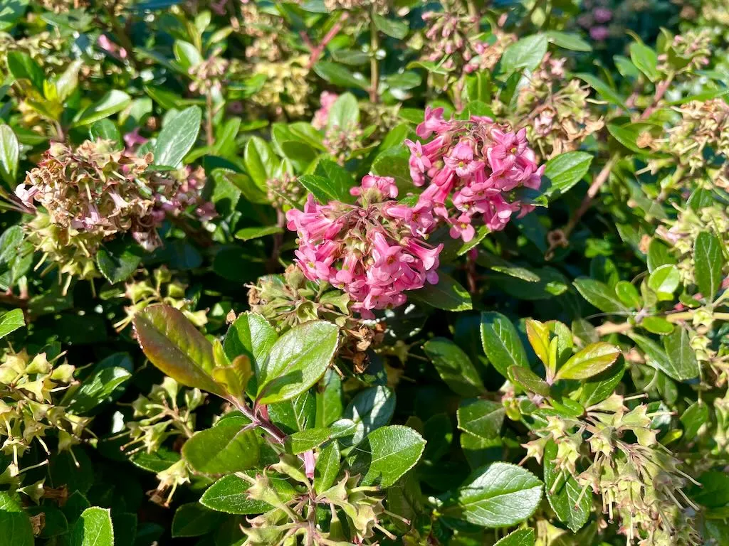 Escallonia rubra-1_result - Online Flower Garden Escallonia rubra
