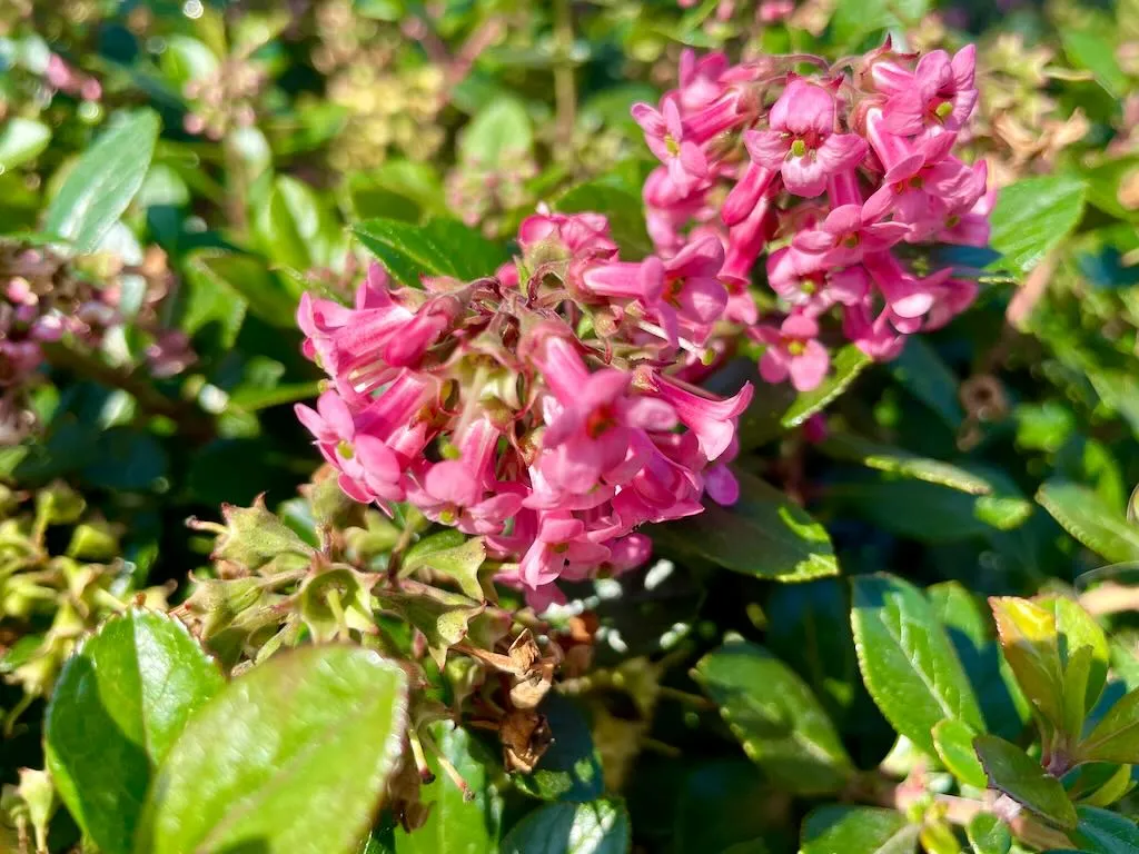 Escallonia rubra_result - Online Flower Garden Escallonia rubra