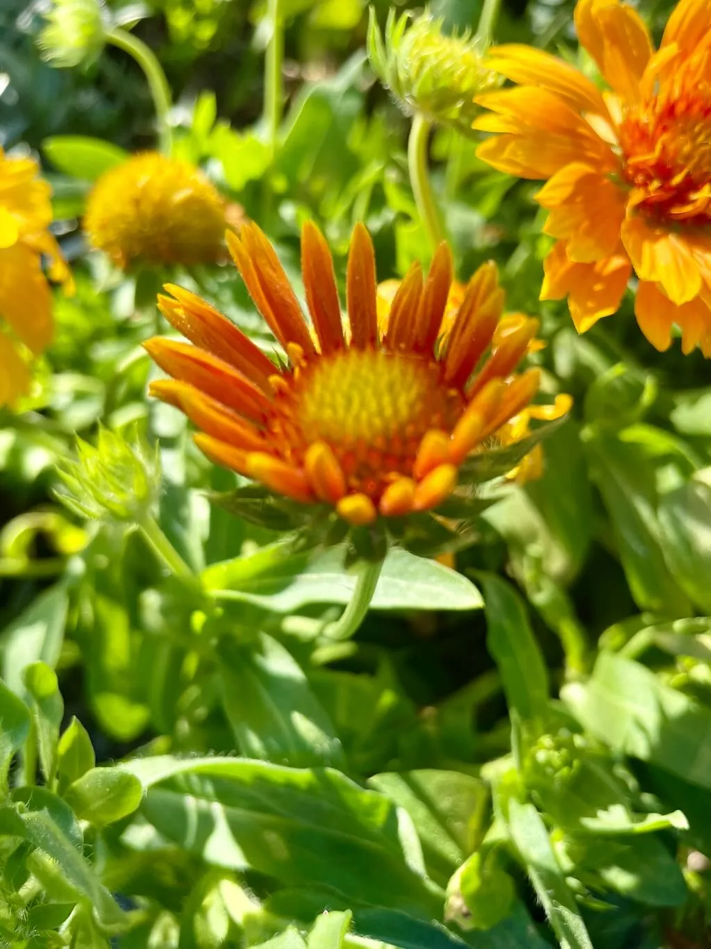 Gaillardia SpinTop Mango-1_result - Online Flower Garden Gaillardia SpinTop™'Mango'