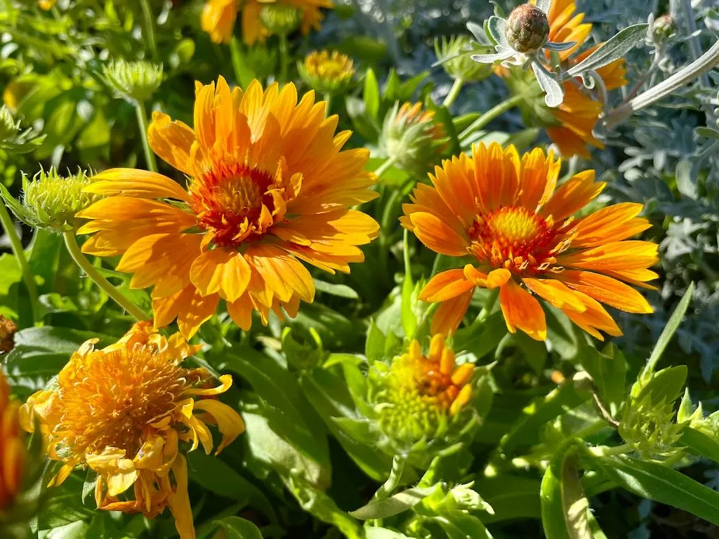 Gaillardia SpinTop Mango_result - Online Flower Garden Gaillardia SpinTop™ 'Mango'