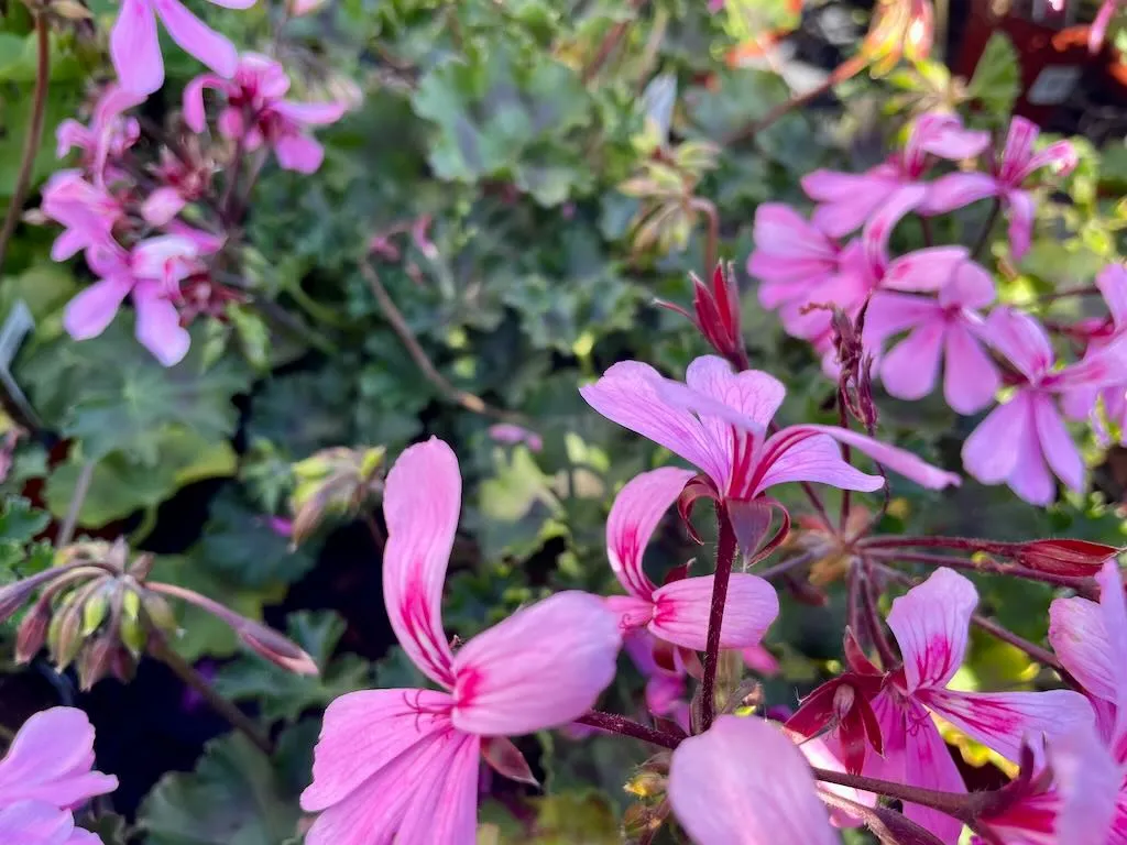 Geranium Caldera Pink_result - Online Flower Garden Geranium'Caldera™ Pink'