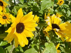 Helianthus Sunfinity® 'Yellow Dark Center'