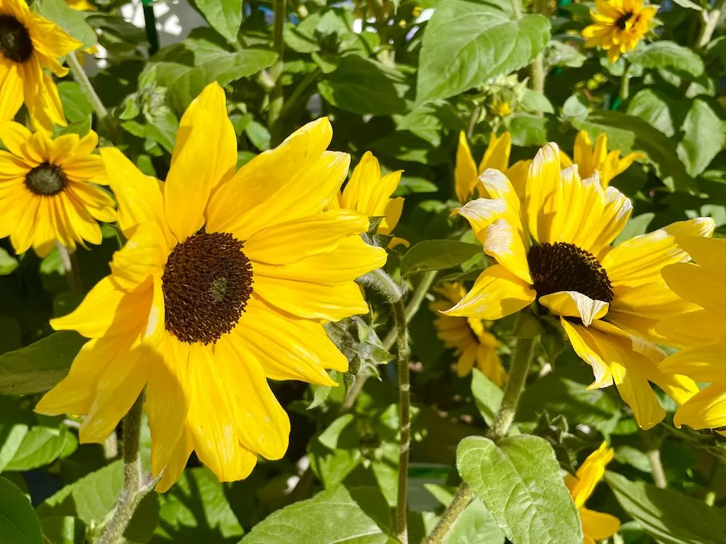 Helianthus Sunfinity Yellow Dark Center_result - Online Flower Garden Helianthus Sunfinity®'Yellow Dark Center'