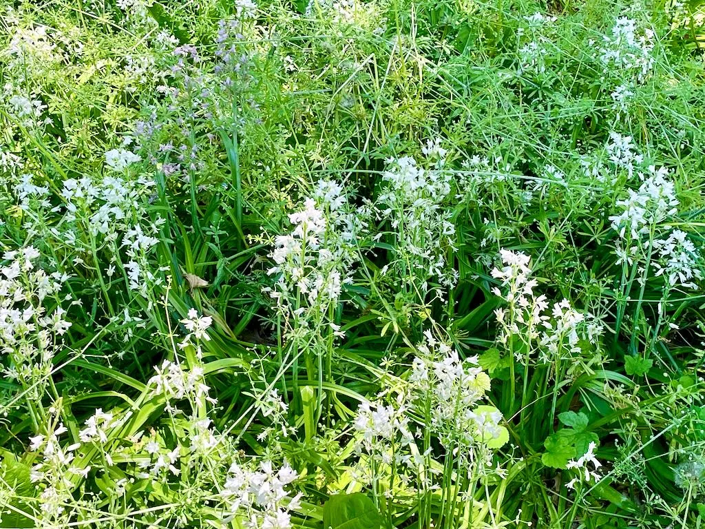 Hyacinthoides hispanica White Triumphator-1_result - Online Flower Garden Hyacinthoides hispanica'White Triumphator'