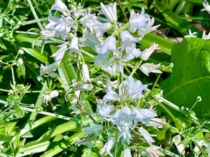 Hyacinthoides hispanica 'White Triumphator'