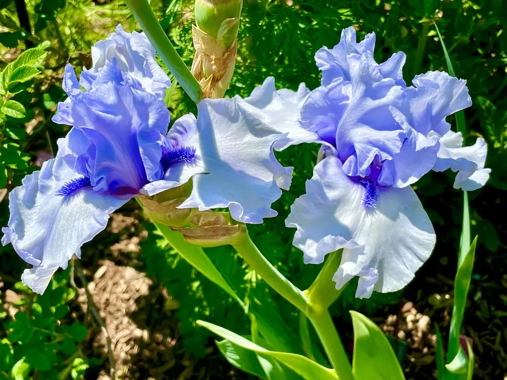Iris 'Blue Trill'