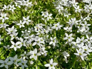 Isotoma fluviatilis 'Alba'