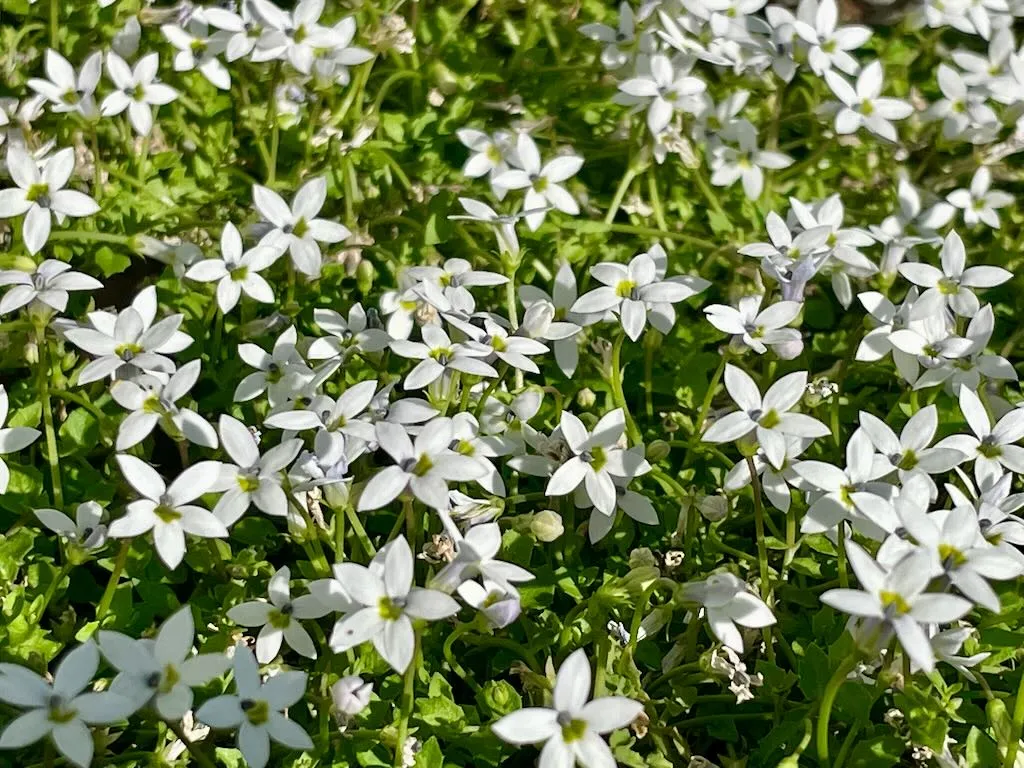 Isotoma fluviatilis 'Alba'