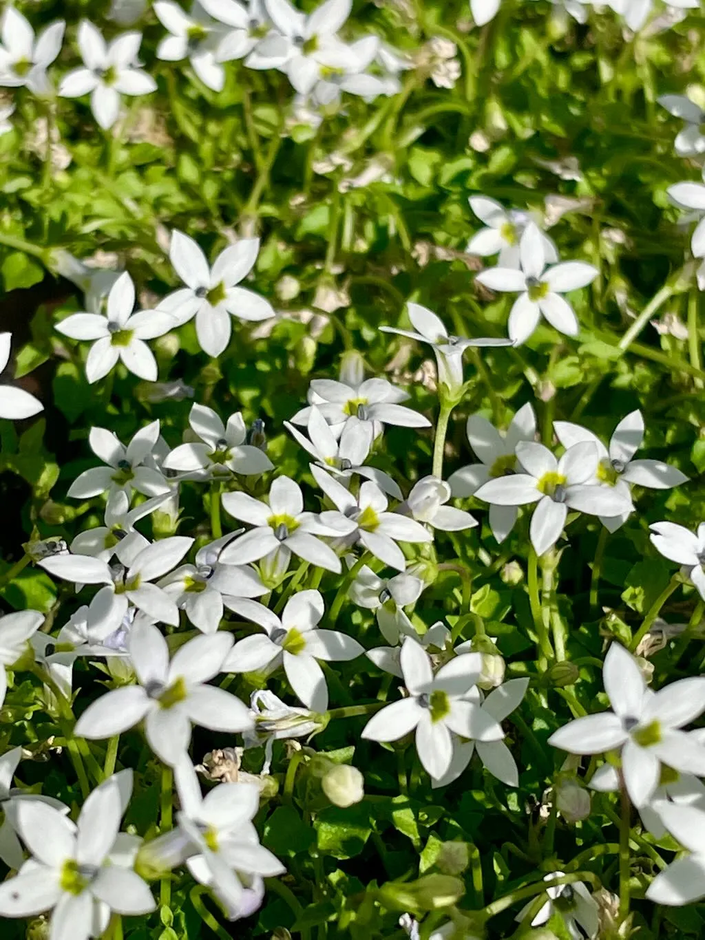 Isotoma fluviatilis'Alba'
