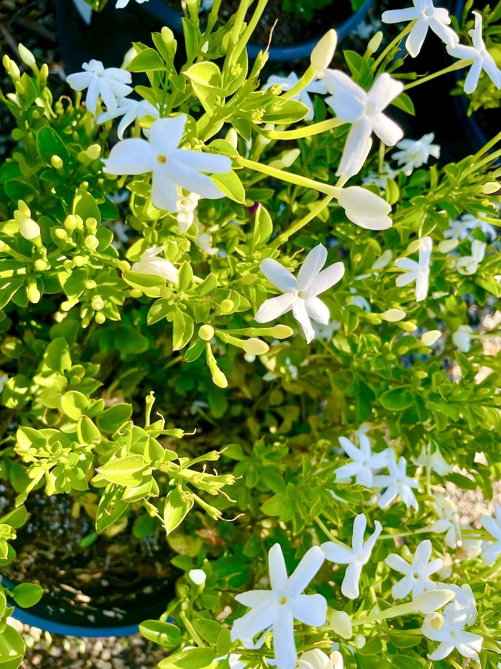 Jasminum angulare or Angular Jasmine