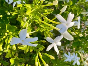 Jasminum angulare or Angular Jasmine
