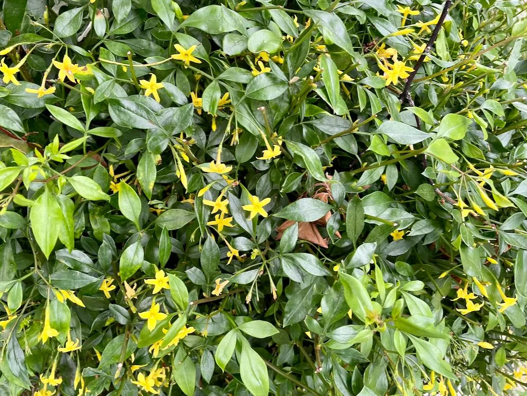 Jasminum odoratissimum