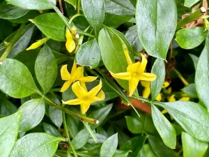 Jasminum odoratissimum