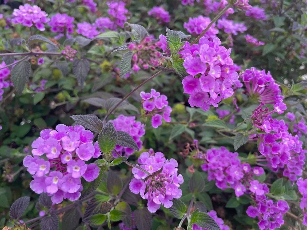 Lantana Camara or Shrub Verbena-1_result - Online Flower Garden Lantana Camara or Shrub Verbena