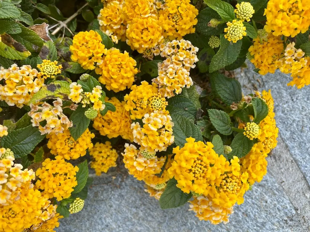 Lantana Camara or Shrub Verbena-2_result - Online Flower Garden Lantana Camara or Shrub Verbena