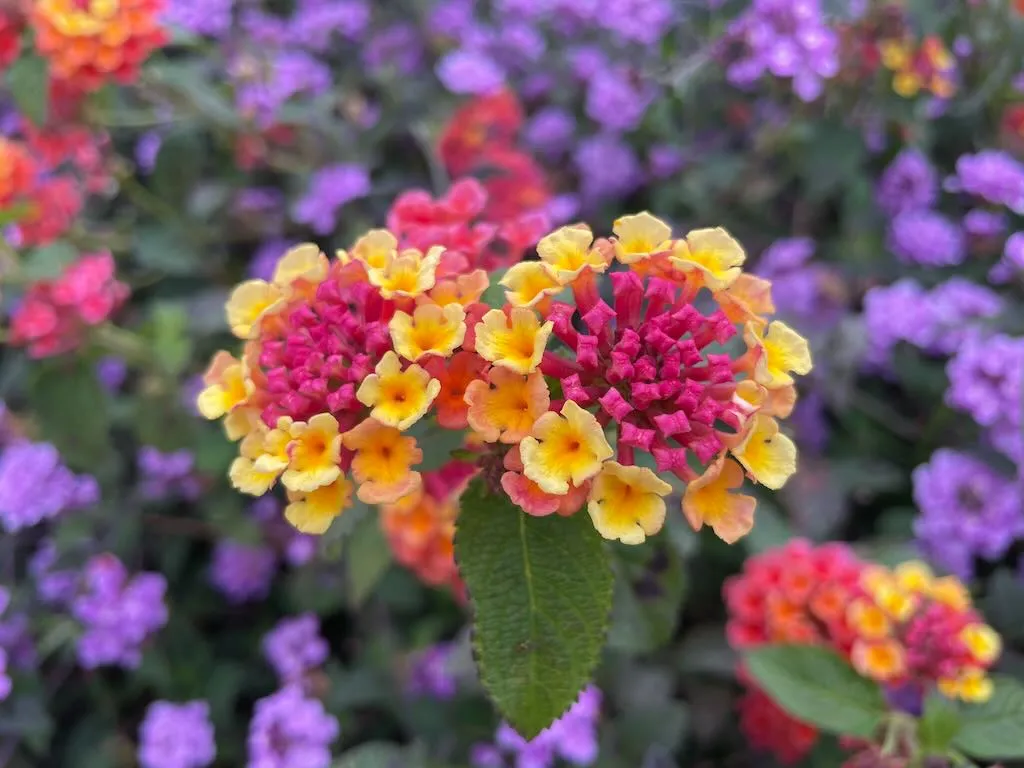 Lantana Camara or Shrub Verbena-3_result - Online Flower Garden Lantana Camara or Shrub Verbena